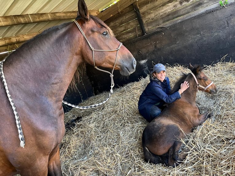 PRE Mix Mare 1 year Brown in Tourgeville