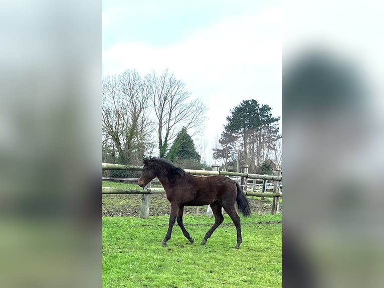 PRE Mix Mare 1 year Brown in Tourgeville