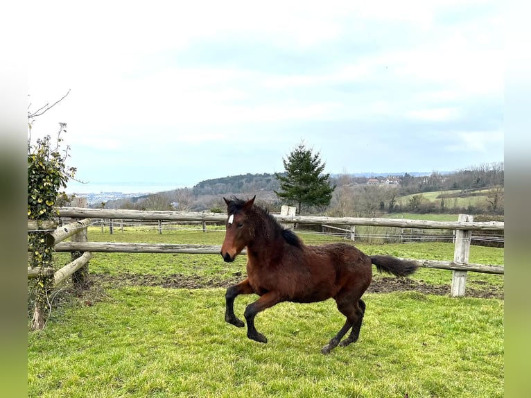 PRE Mix Mare 1 year Brown in Tourgeville