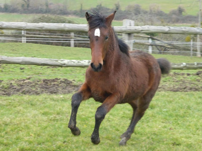 PRE Mix Mare 1 year Brown in Tourgeville