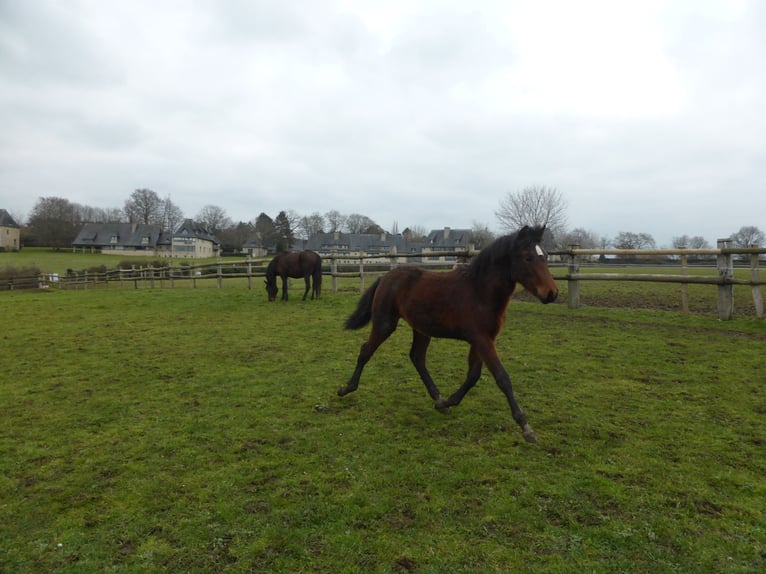 PRE Mix Mare 1 year Brown in Tourgeville