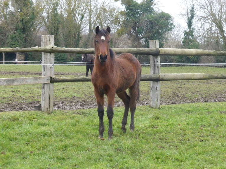 PRE Mix Mare 1 year Brown in Tourgeville