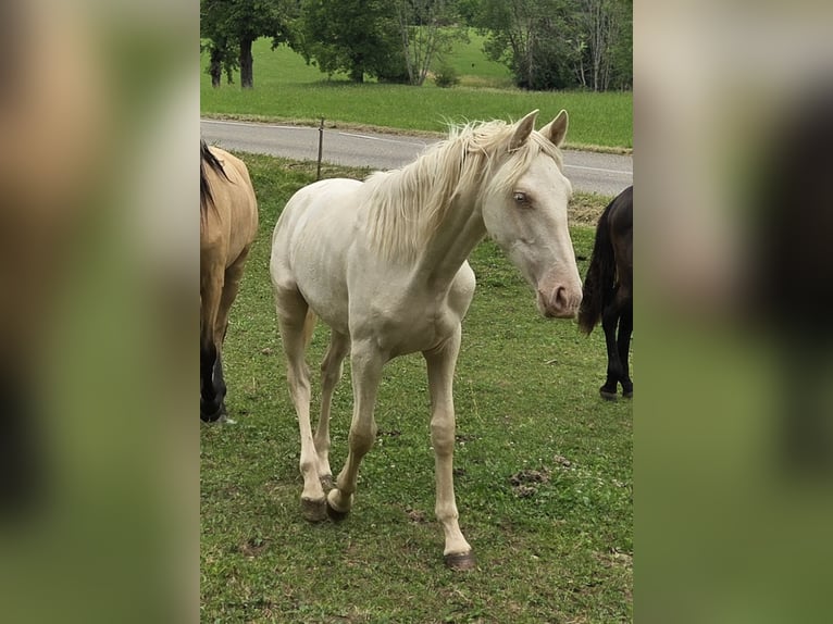 PRE Mix Mare 1 year Cremello in Klettgau