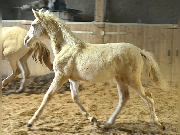 PRE Mix Mare 1 year Cremello in Klettgau