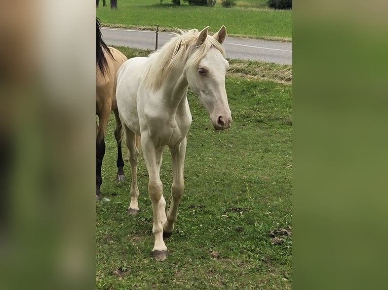 PRE Mix Mare 1 year Cremello in Klettgau