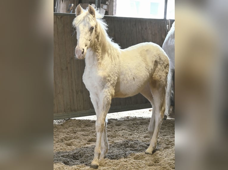 PRE Mix Mare 1 year Cremello in Klettgau