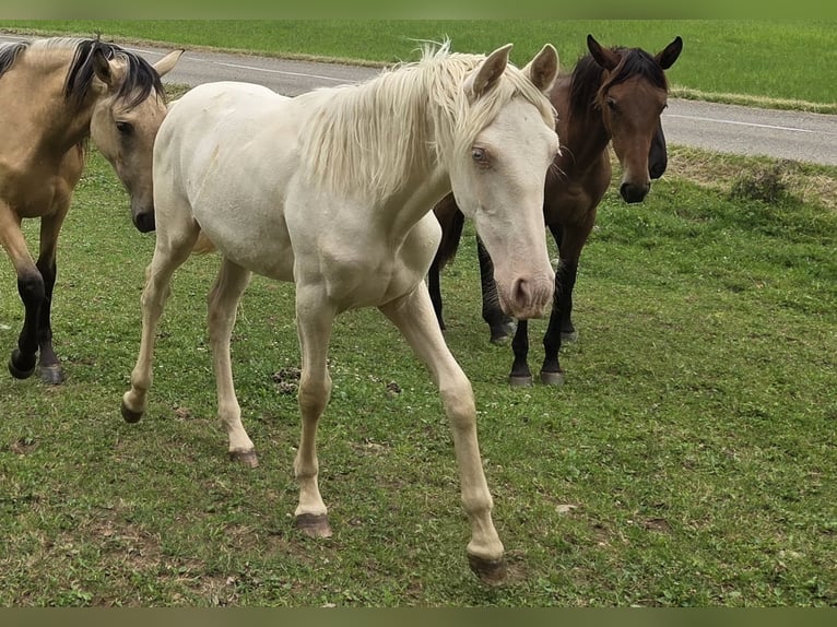 PRE Mix Mare 1 year Cremello in Klettgau