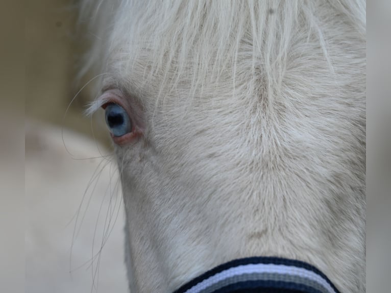 PRE Mix Mare 1 year Cremello in Klettgau