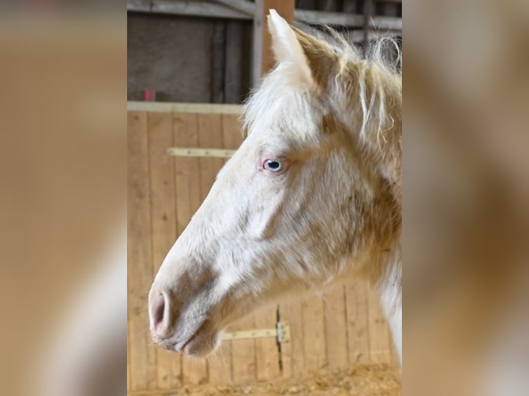PRE Mix Mare 1 year Cremello in Klettgau