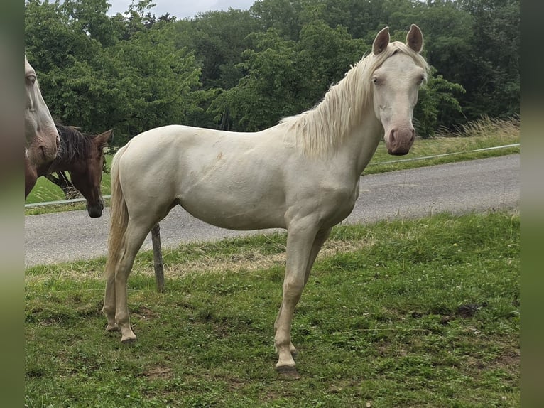 PRE Mix Mare 1 year Cremello in Klettgau