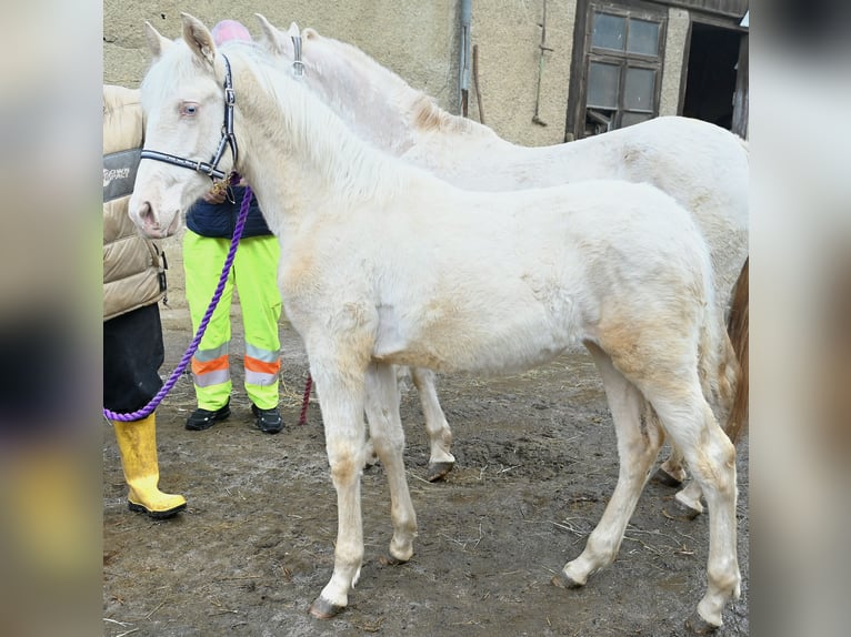 PRE Mix Mare 1 year Cremello in Klettgau