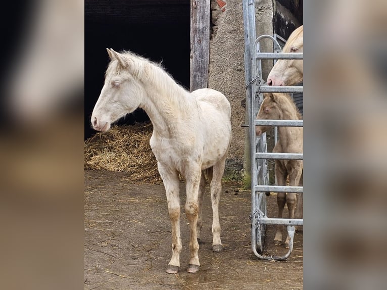 PRE Mix Mare 1 year Cremello in Klettgau