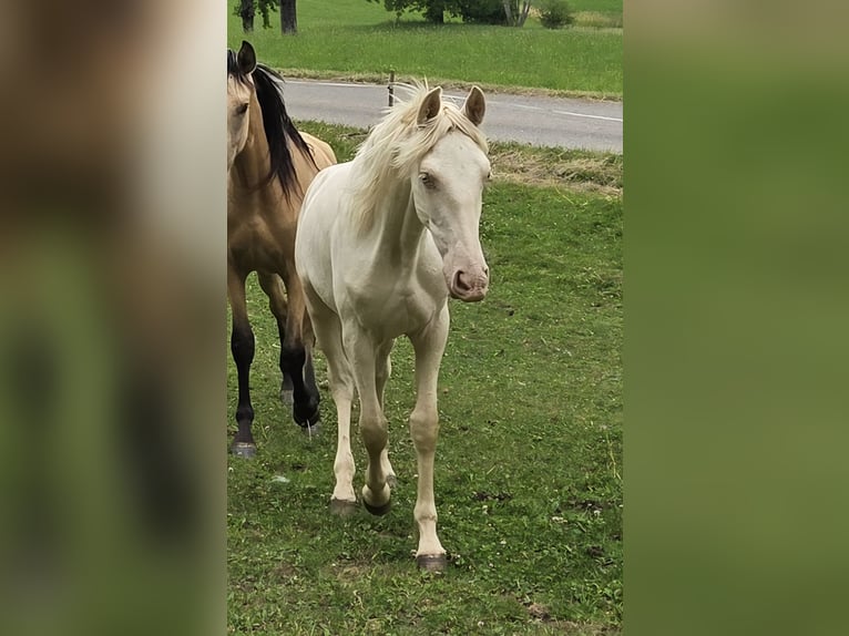 PRE Mix Mare 1 year Cremello in Klettgau