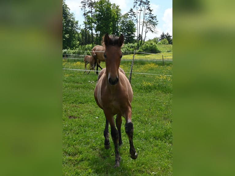 PRE Mix Mare 1 year in Klettgau