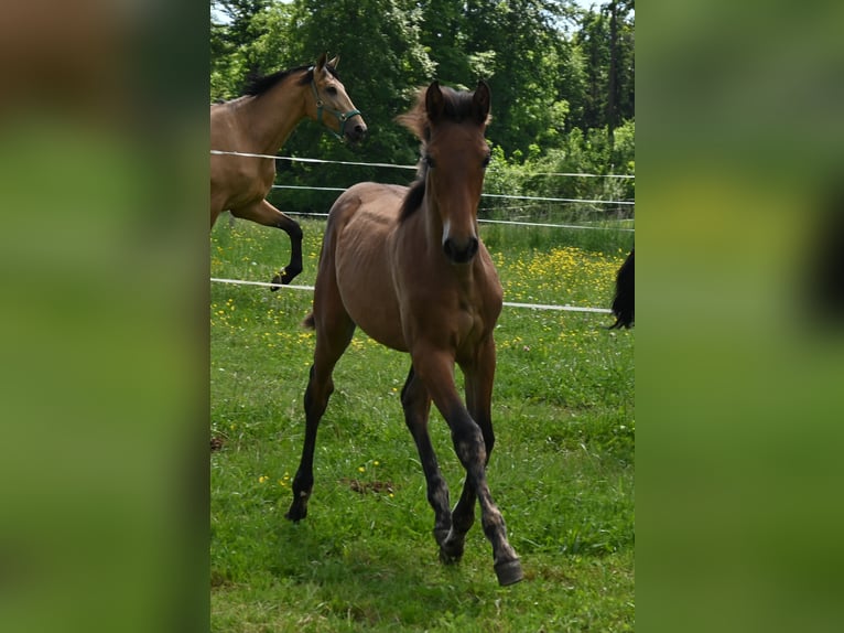 PRE Mix Mare 1 year in Klettgau
