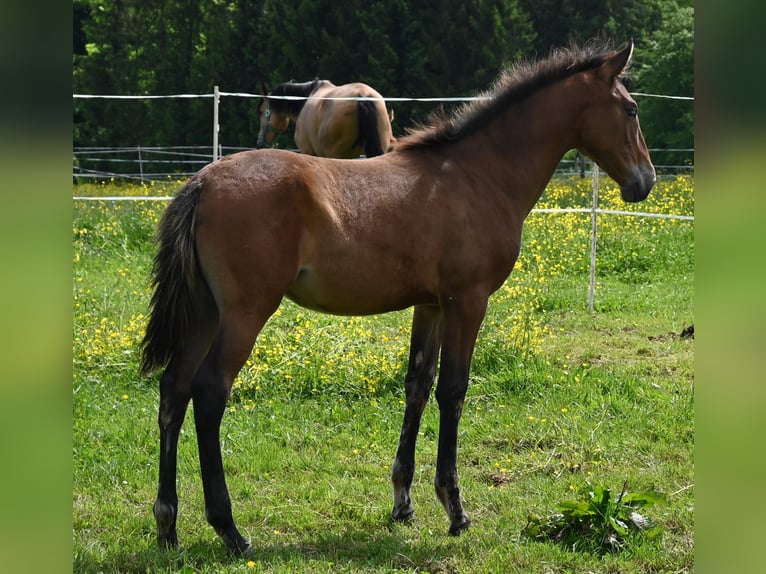 PRE Mix Mare 1 year in Klettgau