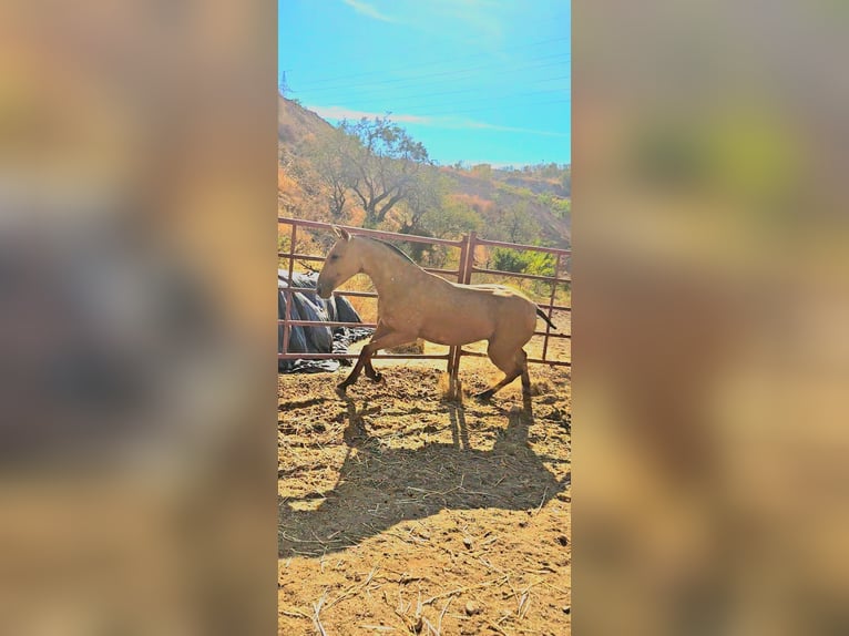 PRE Mix Mare 1 year Dun in Benagalbon PRE Mix Mare 1 year Dun in Benagalbon