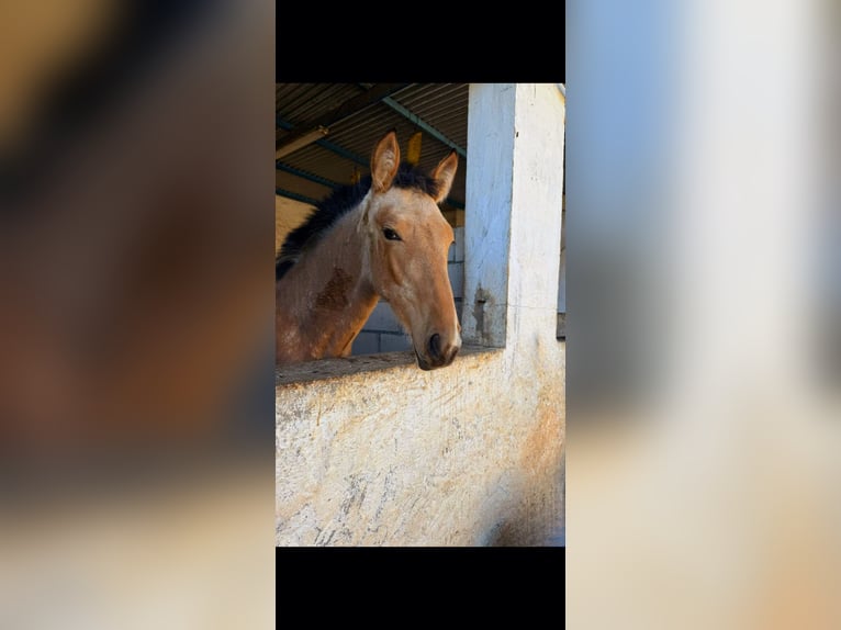 PRE Mix Mare 1 year Dun in Rincon De La Victoria