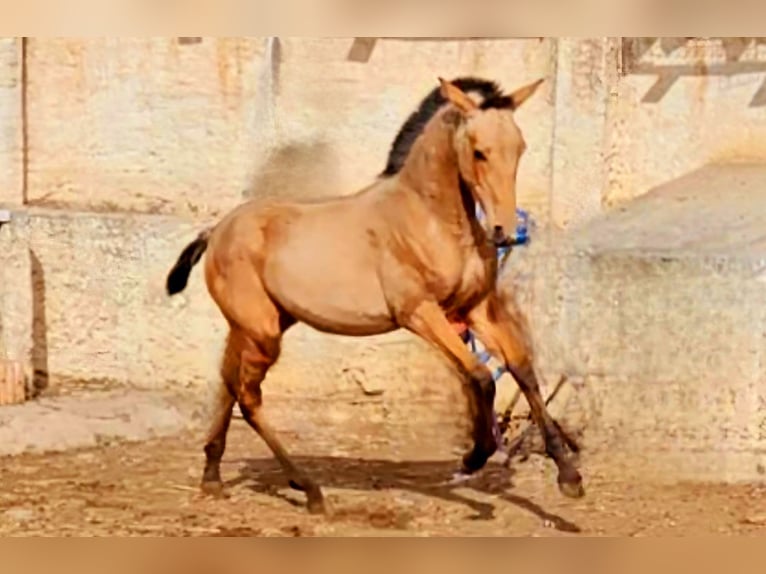 PRE Mix Mare 1 year Dun in Rincon De La Victoria