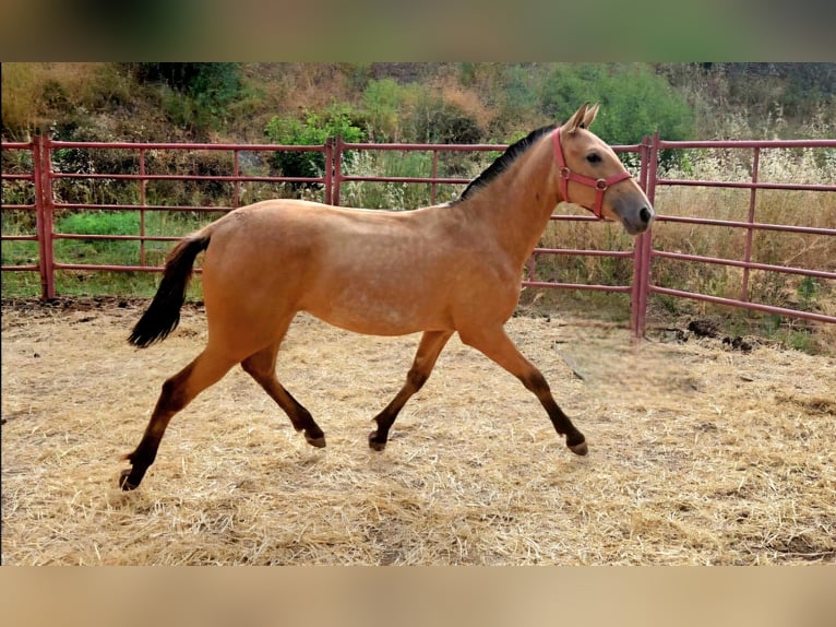 PRE Mix Mare 1 year Dun in Rincon De La Victoria