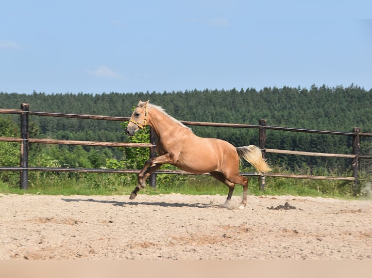 PRE Mix Mare 1 year Gray in Manhay