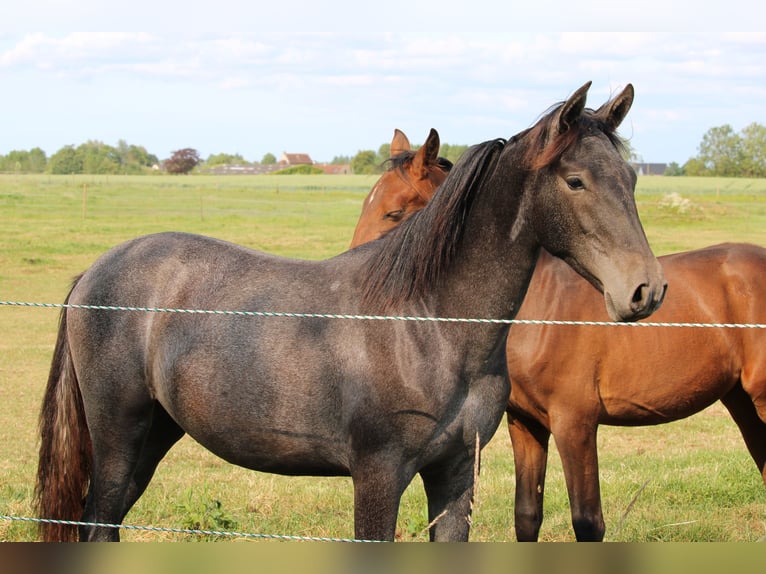 PRE Mare 1 year Gray in Alveringem