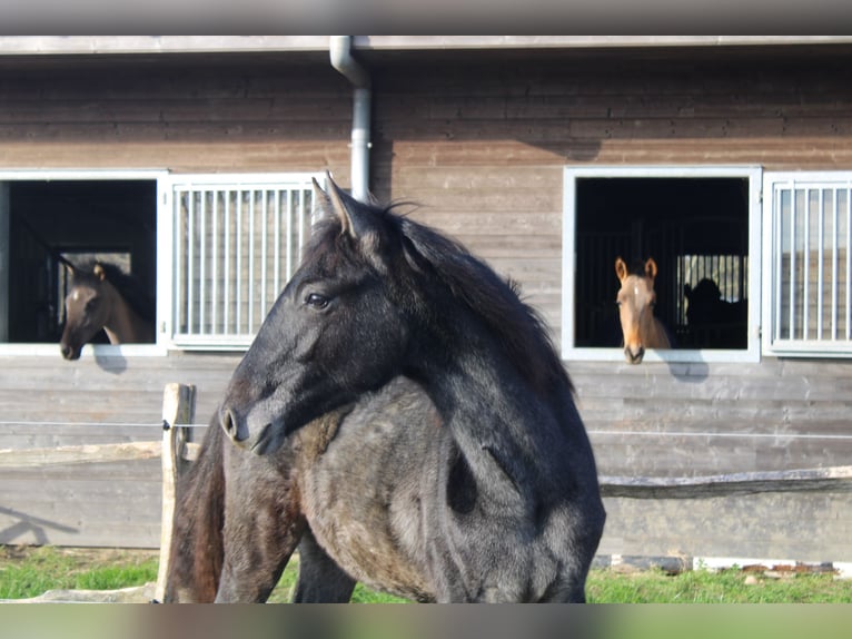 PRE Mare 1 year Gray in Alveringem