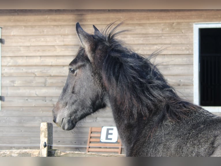 PRE Mare 1 year Gray in Alveringem