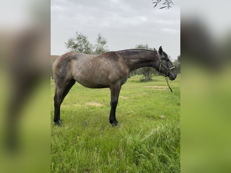 PRE Mare 1 year Grey in Puertollano