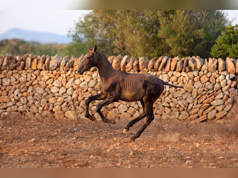PRE Mix Mare 1 year Grey in Llucmajor