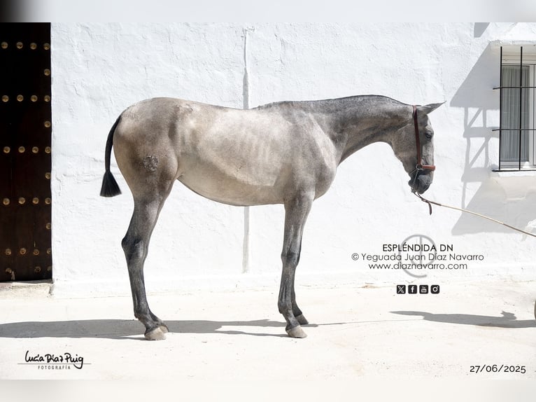 PRE Mix Mare 1 year Grey-Fleabitten in Arjona