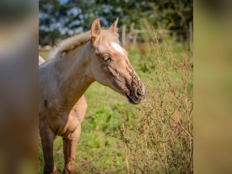 PRE Mare 1 year Palomino in Le Mans