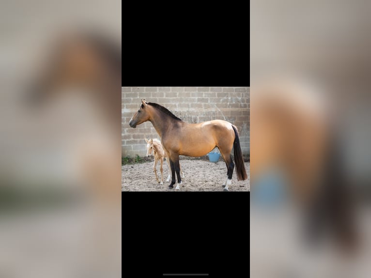 PRE Mare 1 year Palomino in Le Mans