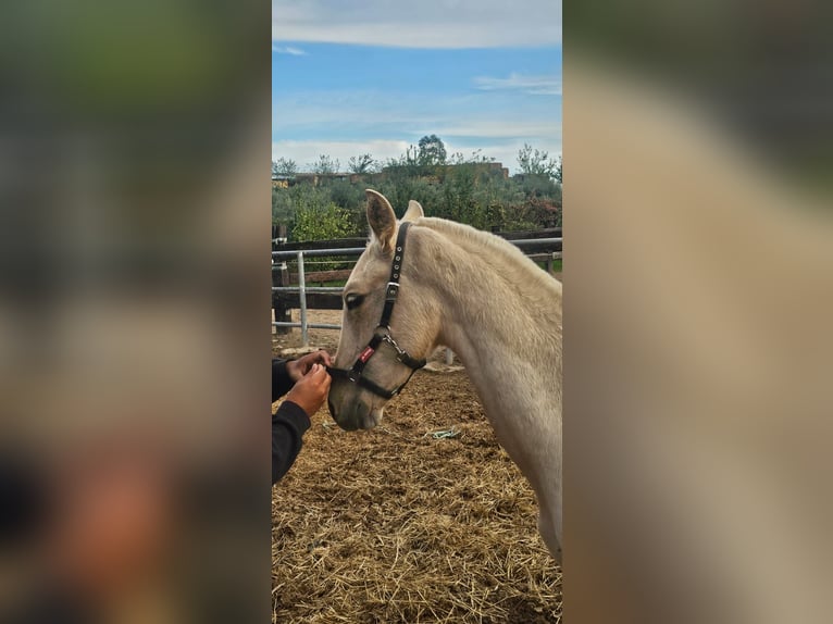 PRE Mare 1 year Palomino in Almeria