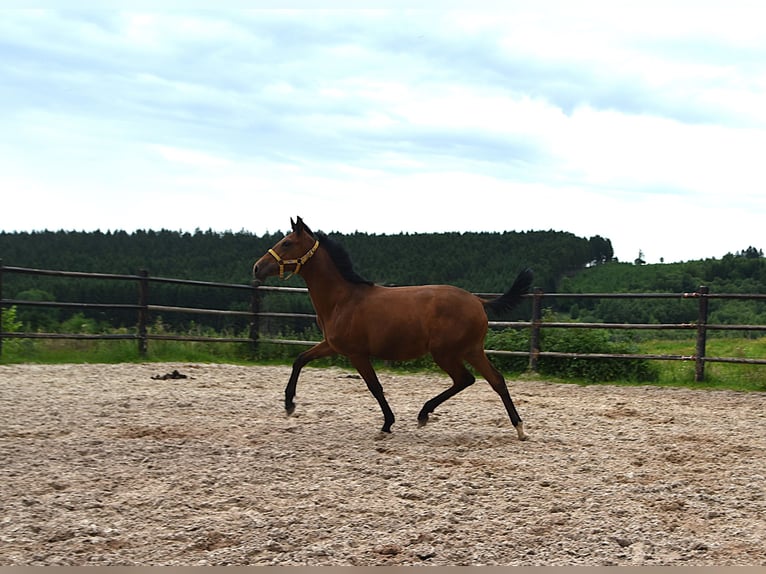 PRE Mix Mare 1 year Pearl in Manhay