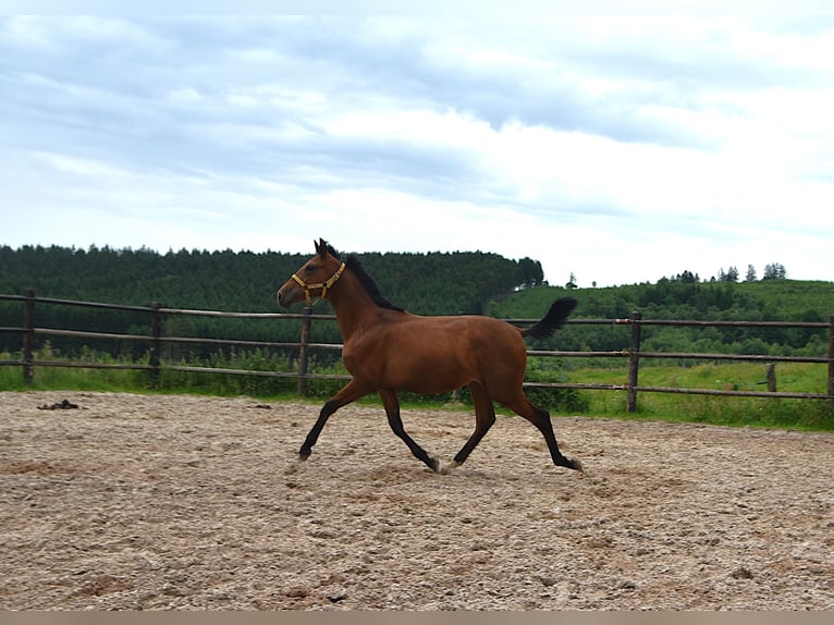 PRE Mix Mare 1 year Pearl in Manhay