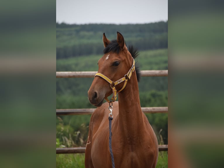 PRE Mix Mare 1 year Pearl in Manhay