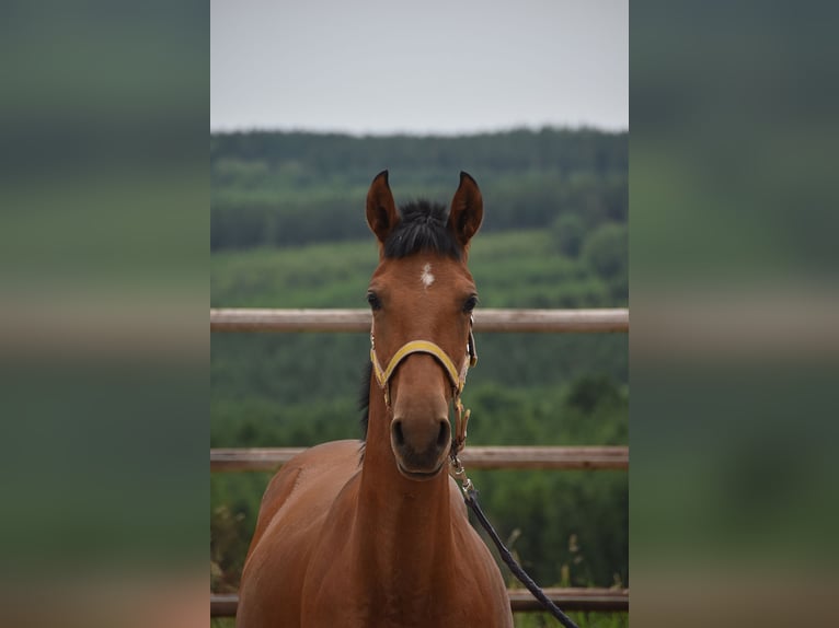 PRE Mix Mare 1 year Pearl in Manhay