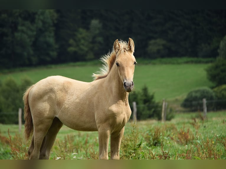 PRE Mix Mare 1 year Pearl in Manhay