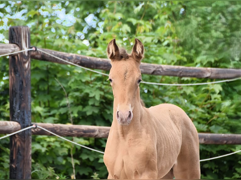 PRE Mix Mare 1 year Pearl in Manhay
