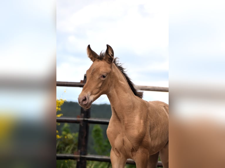 PRE Mix Mare 1 year Pearl in Manhay