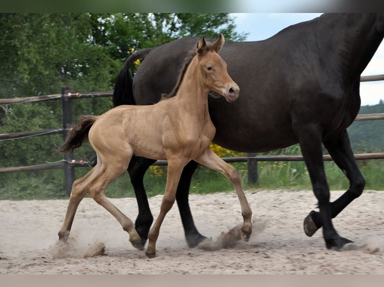 PRE Mix Mare 1 year Pearl in Manhay