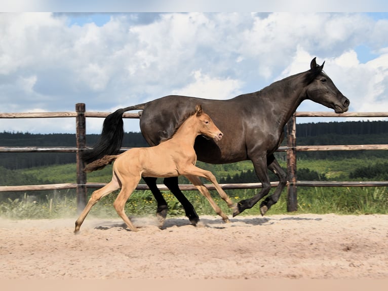PRE Mix Mare 1 year Pearl in Manhay