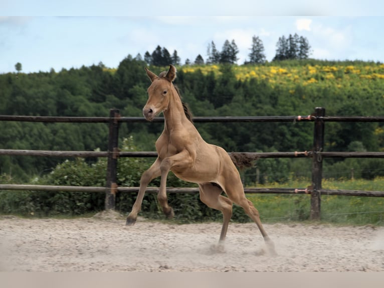 PRE Mix Mare 1 year Pearl in Manhay