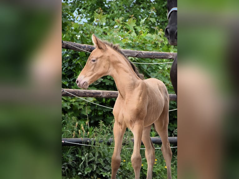 PRE Mix Mare 1 year Pearl in Manhay