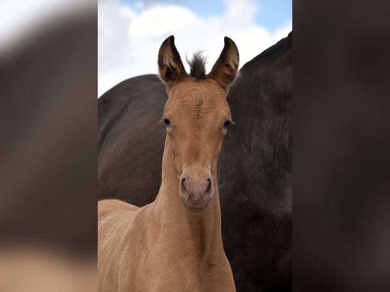PRE Mix Mare 1 year Pearl in Manhay