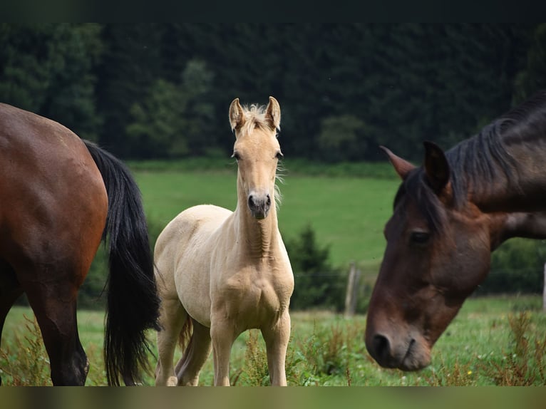 PRE Mix Mare 1 year Pearl in Manhay