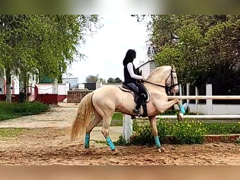 PRE Mare 1 year Perlino in Ciudad Real