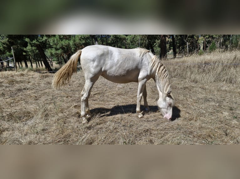 PRE Mix Mare 1 year Perlino in Navas De Oro