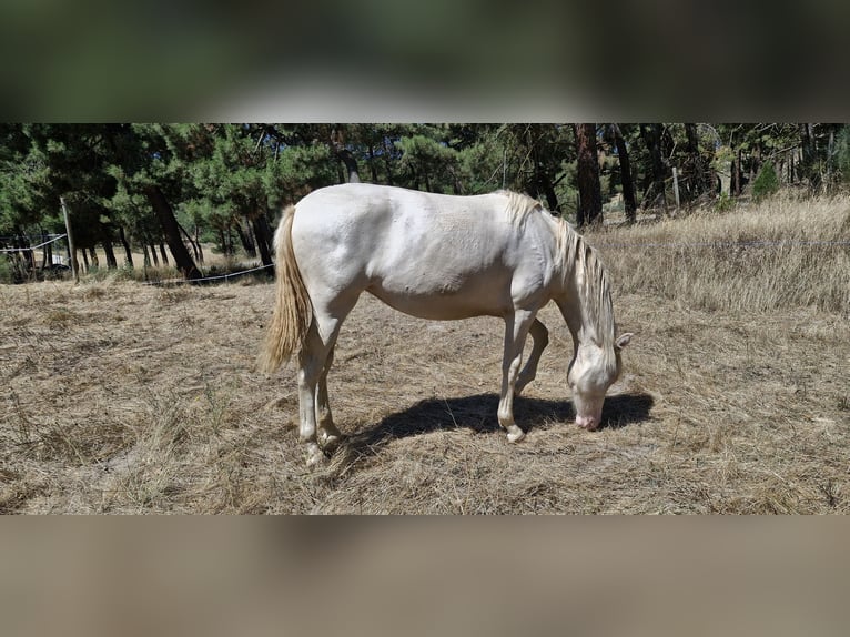 PRE Mix Mare 1 year Perlino in Navas De Oro